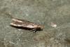 Bryotropha sp.